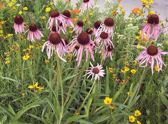 Pale Purple Coneflower meadow setting